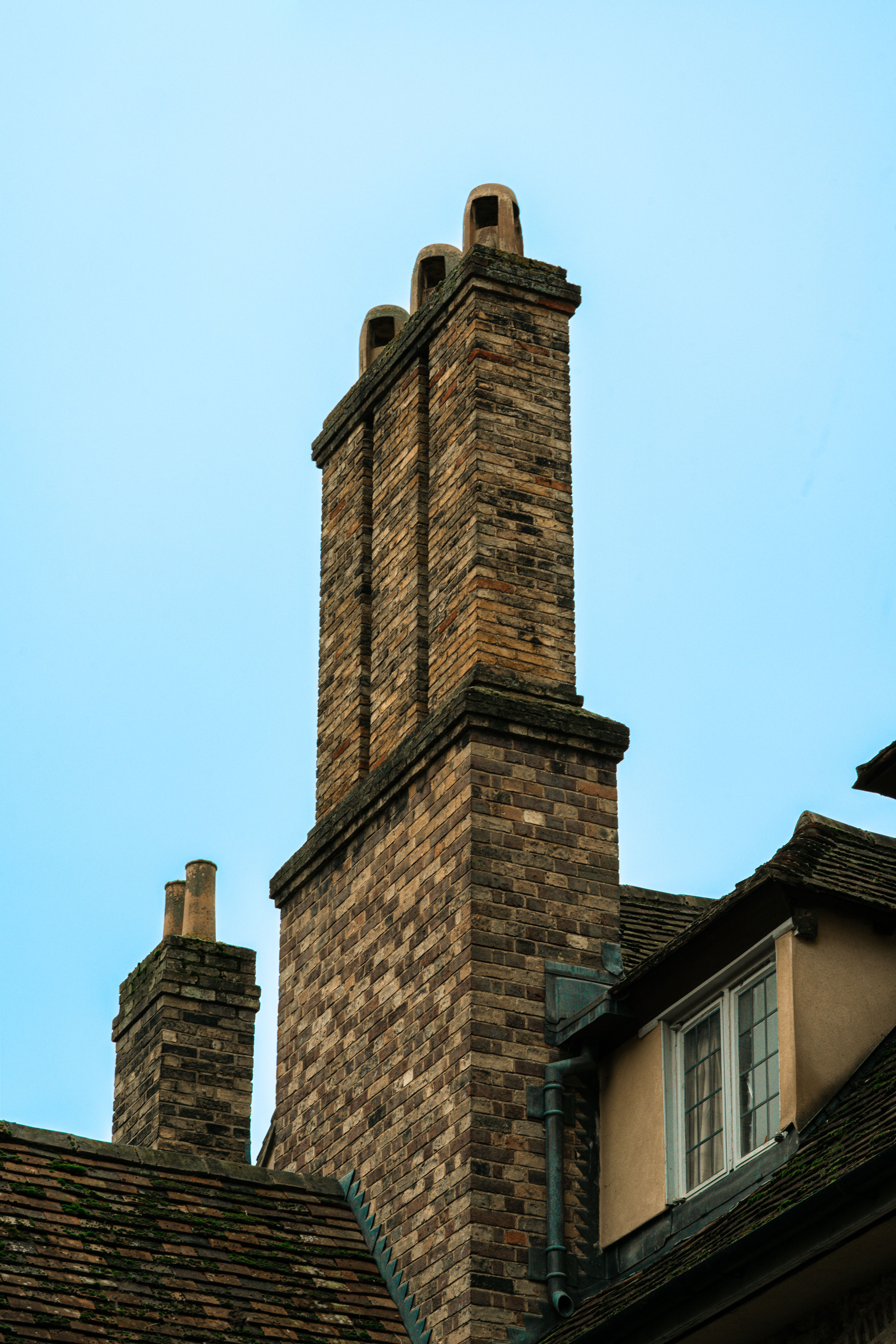 Animal removal from chimney